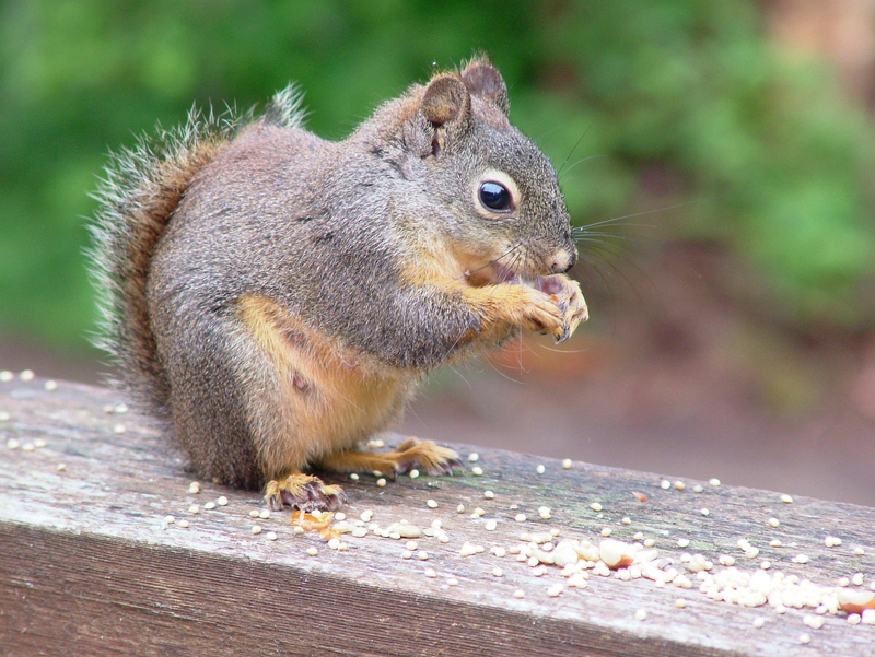 squirrel damage control in Ann Arbor