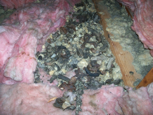 Soiled insulation in Ann Arbor attic