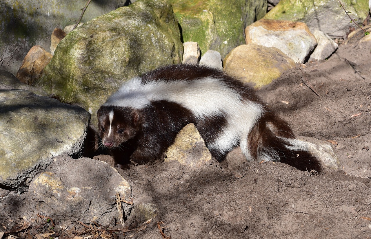 Skunk on Rocks Outside