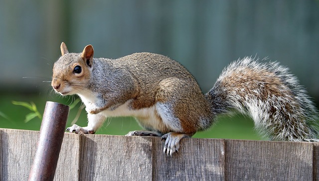 Squirrel Control Services In Ann Arbor 