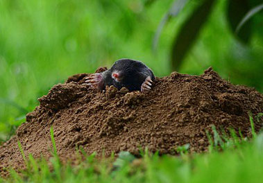 Trapping Moles  Forestry and Natural Resources