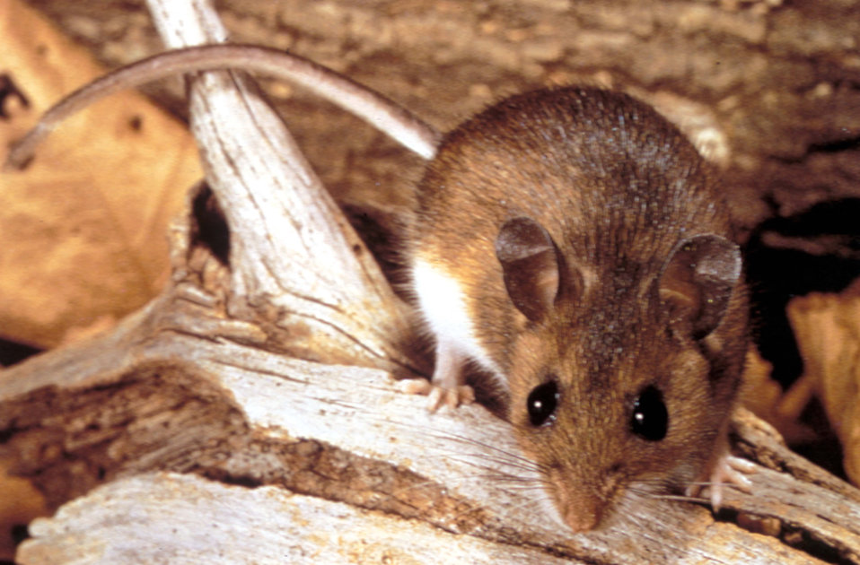 rodent outside on a log in Ann Arbor