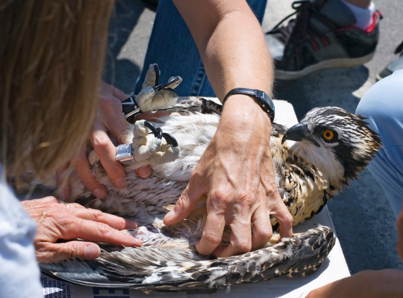 Wildlife management programs in Ann Arbor